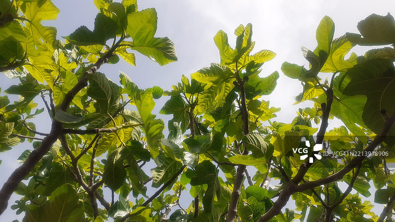 低角度视图的树木与天空相对照图片素材