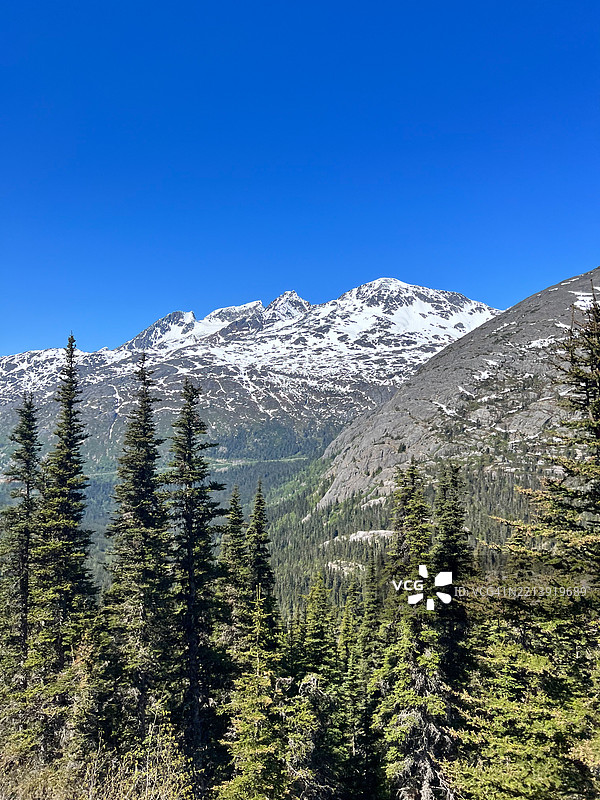 阿拉斯加斯卡圭的雪山和茂密的常青森林图片素材