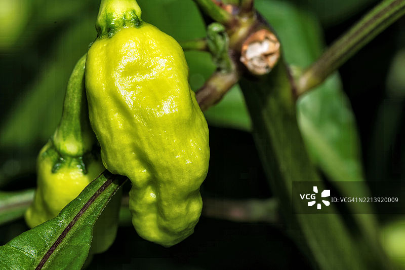 蔬菜特写，芝加哥，伊利诺伊州，美国图片素材