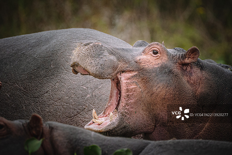 犀牛特写镜头图片素材