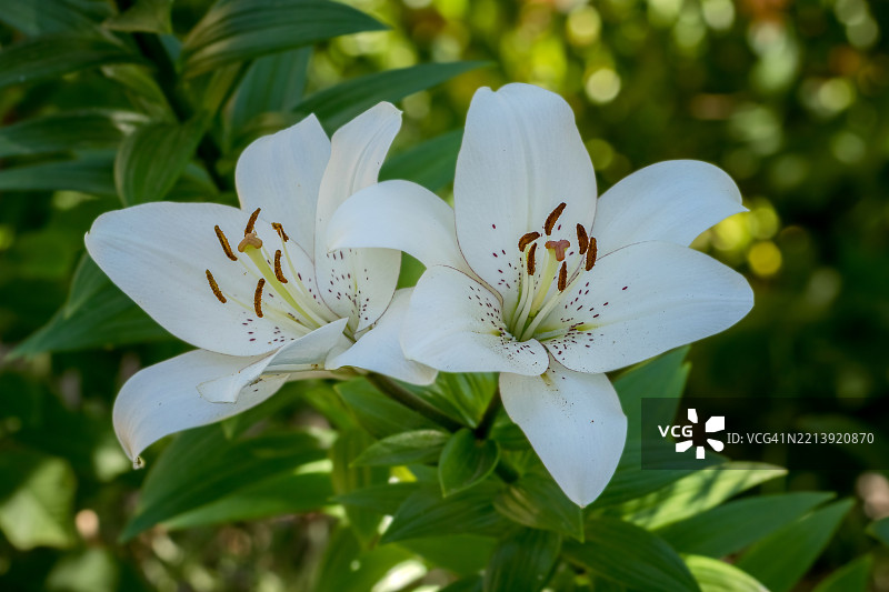 白色花朵的特写，维多利亚州，澳大利亚，巴拉瑞特图片素材