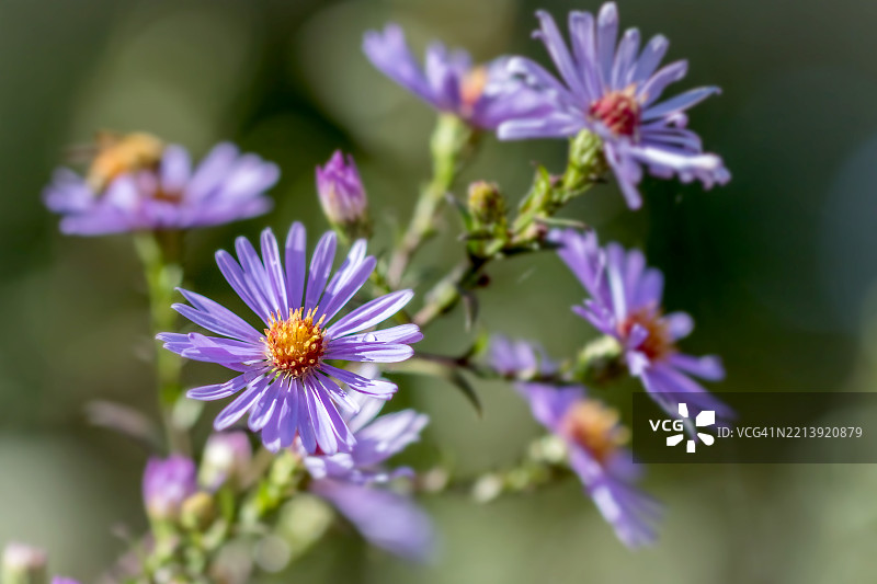 紫色开花植物的特写，澳大利亚维多利亚州巴拉瑞特图片素材