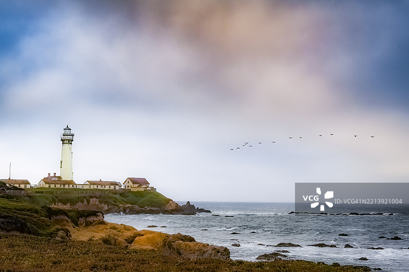 加利福尼亚州佩斯卡德罗海滩上飞翔的鸟类图片素材