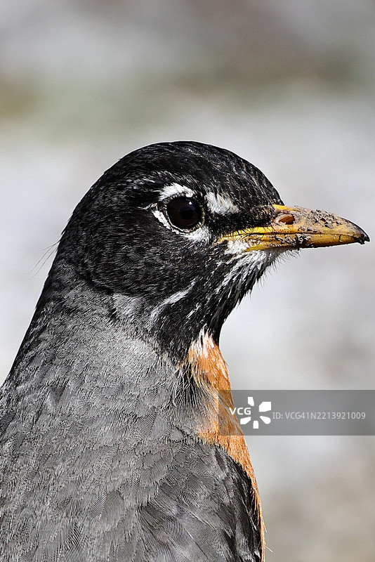 黑帮罗宾在我们胜利花园被剥夺叶子后，内布拉斯加州布莱尔，美国图片素材