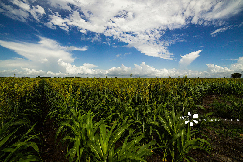 德克萨斯州的田野与天空的美丽景色， 美国图片素材