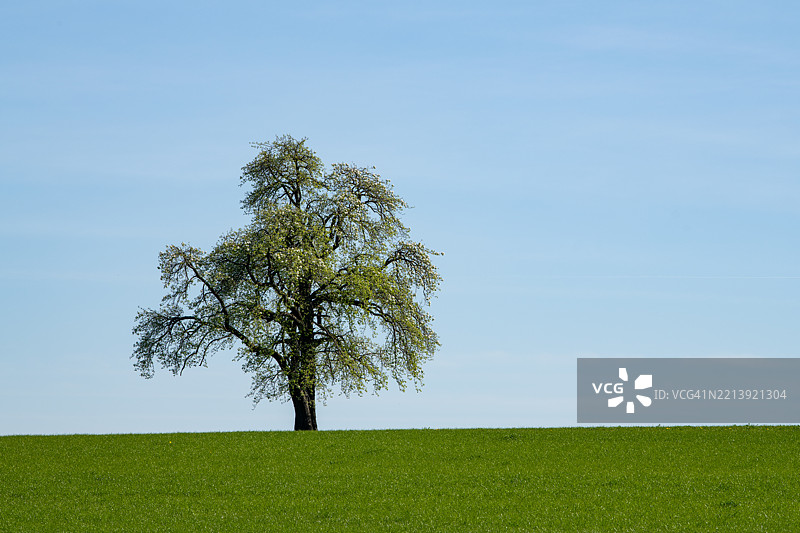 田野上的树木与天空相映成趣图片素材