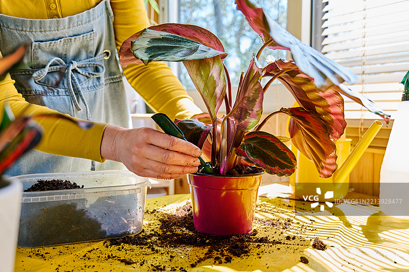 一个无法辨认的女性正在将卡拉西亚植物换盆，细心照料植物和家中的花卉。图片素材