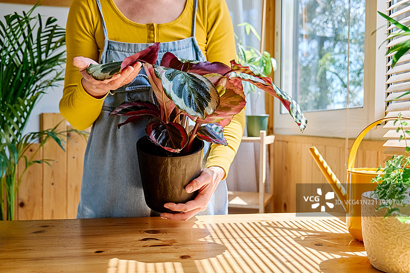 一个无法辨认的女性正在照顾盆栽的卡拉提亚植物，照料家中的花卉。图片素材