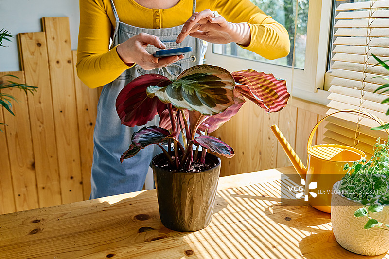 一位无法辨认的女性在花盆旁使用手机，正在通过手机应用检查植物的健康状况。图片素材
