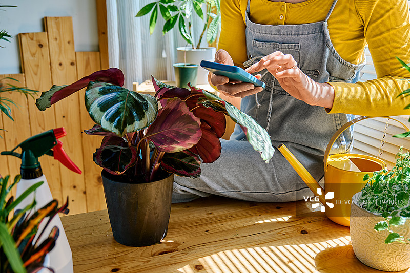 一位无法辨认的女性在花盆旁使用手机，正在通过手机应用检查植物的健康状况。图片素材
