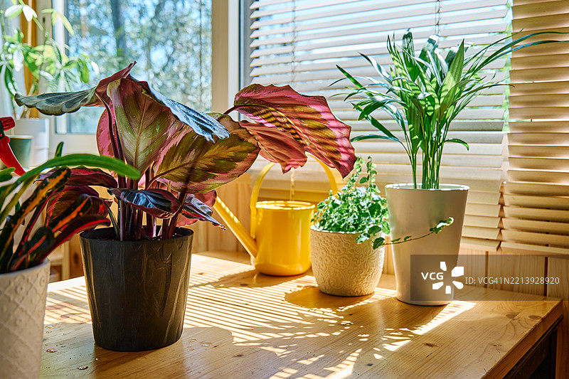 窗边桌子上的卡拉西亚、爬藤榕和瑞士棕榈。照顾室内植物。图片素材