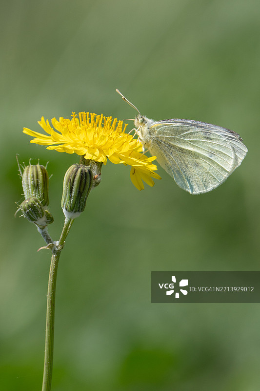 自然中美丽多彩的花朵和植物特写图片素材