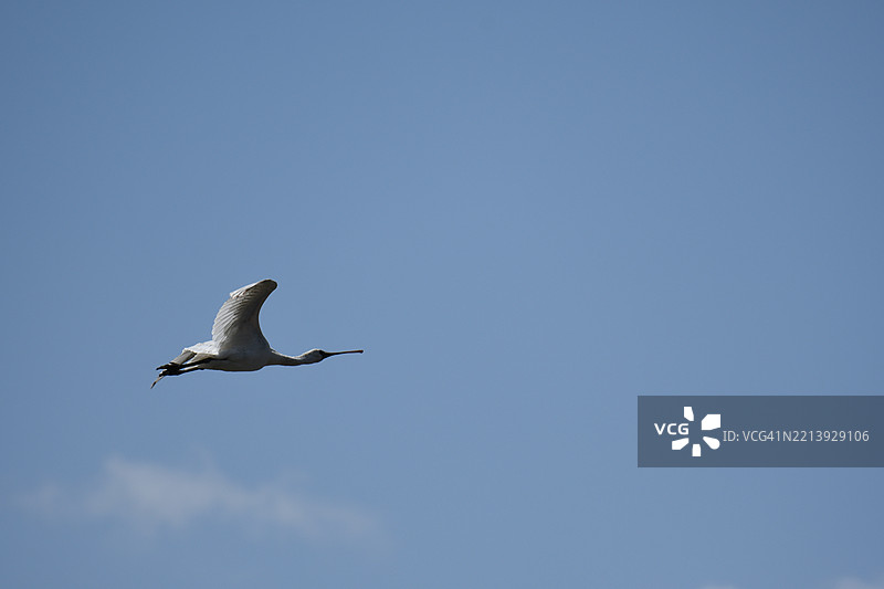 低角度视图的海鸥在天空中飞翔，日本图片素材