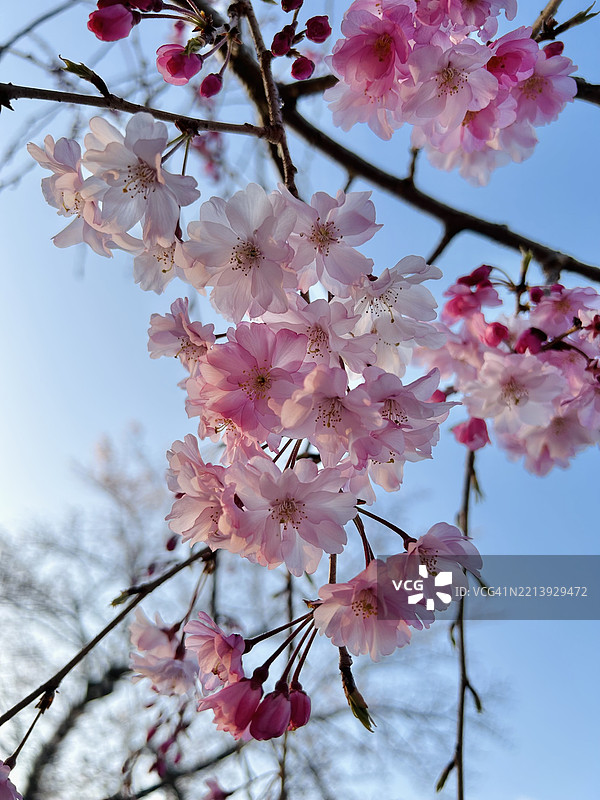 低角度视图的樱花与天空，日本图片素材