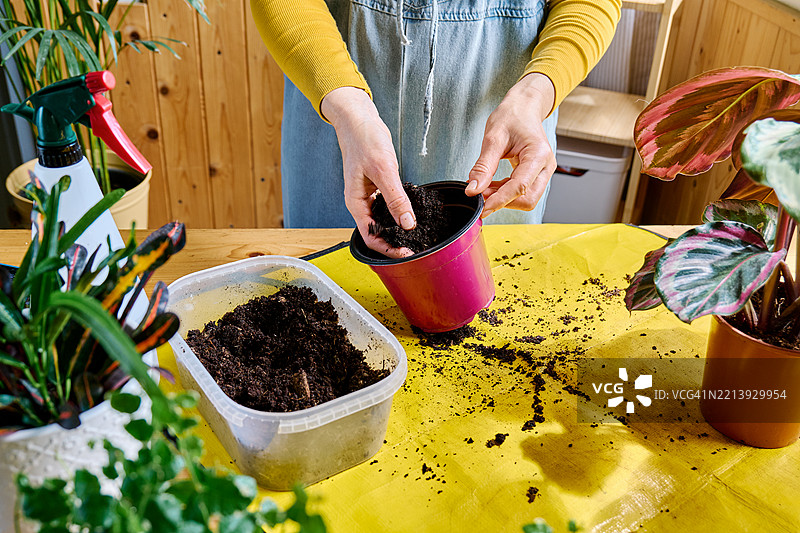 一位无法辨认的女性正在将卡拉西亚移植到另一个花盆中，悉心照料植物和家居花卉。图片素材