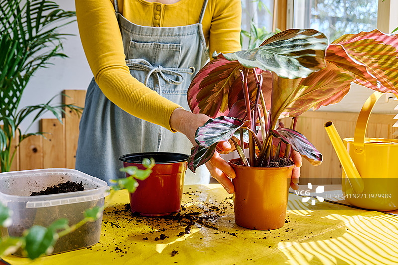 一个无法辨认的女性正在将卡拉西亚植物换盆，细心照料植物和家中的花卉。图片素材