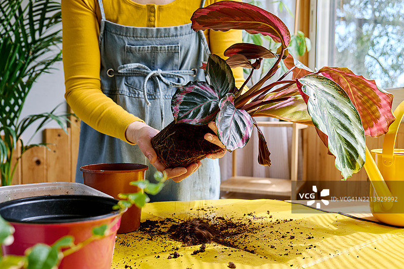 一位无法辨认的女性正在将卡拉提亚植物换盆，细心照料植物和家居花卉。图片素材