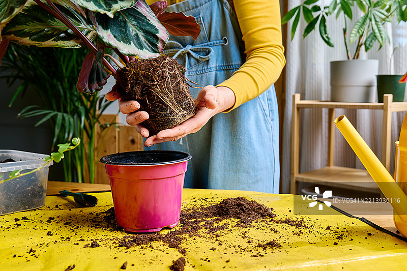 一个无法辨认的女性正在将卡拉西亚移植到另一个花盆中，照顾植物和家居花卉。图片素材