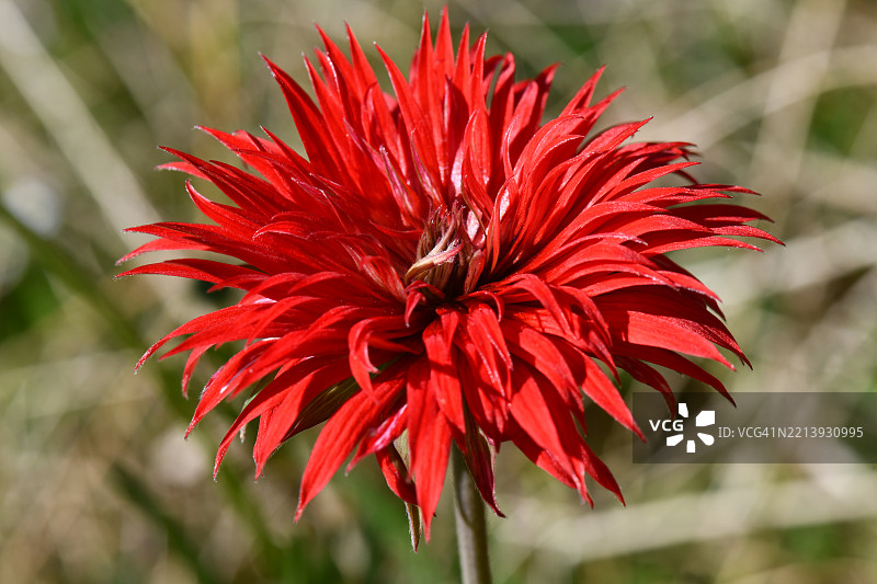 红色花朵的特写镜头图片素材