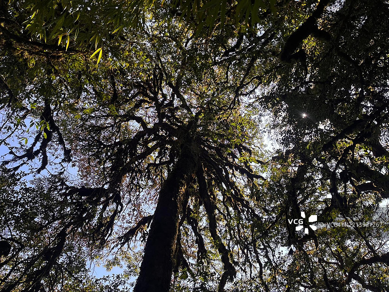 越南森林中树木的低角度视图图片素材