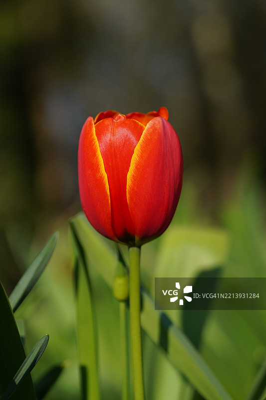 红色郁金香的特写镜头图片素材