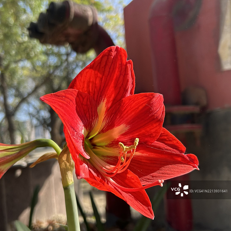 自然中美丽多彩的花朵和植物特写，印度旁遮普邦贾朗达尔图片素材