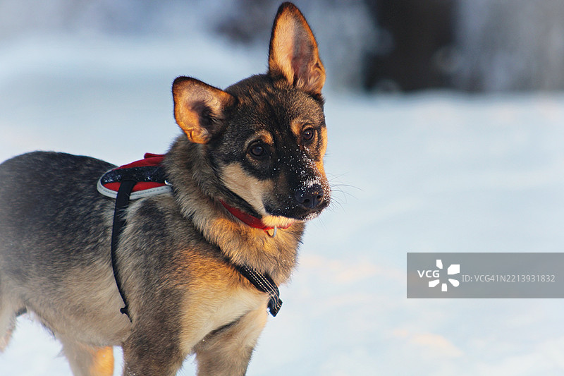 纯种狗的特写镜头，目光投向一旁图片素材