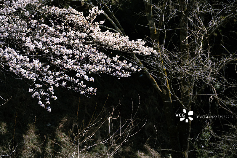 西阿古野站前的樱花图片素材