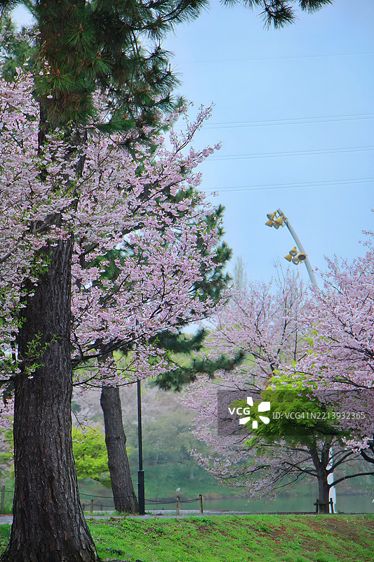 公园里的樱花树景观图片素材