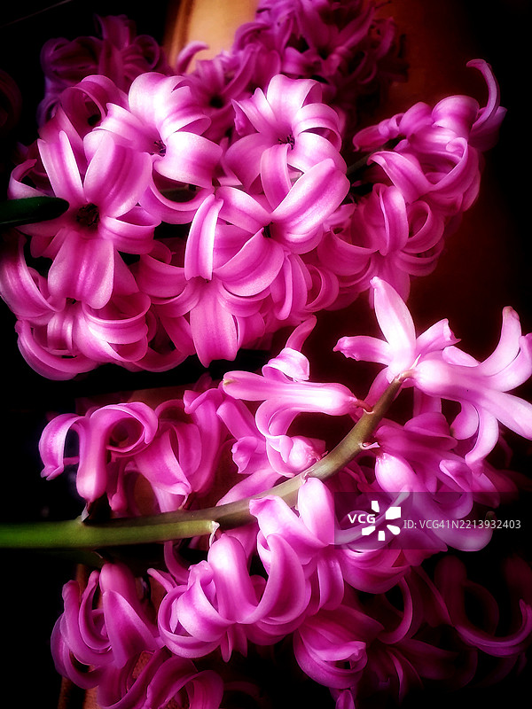 花朵看起来很美，它们没有情感，也没有冲突。图片素材