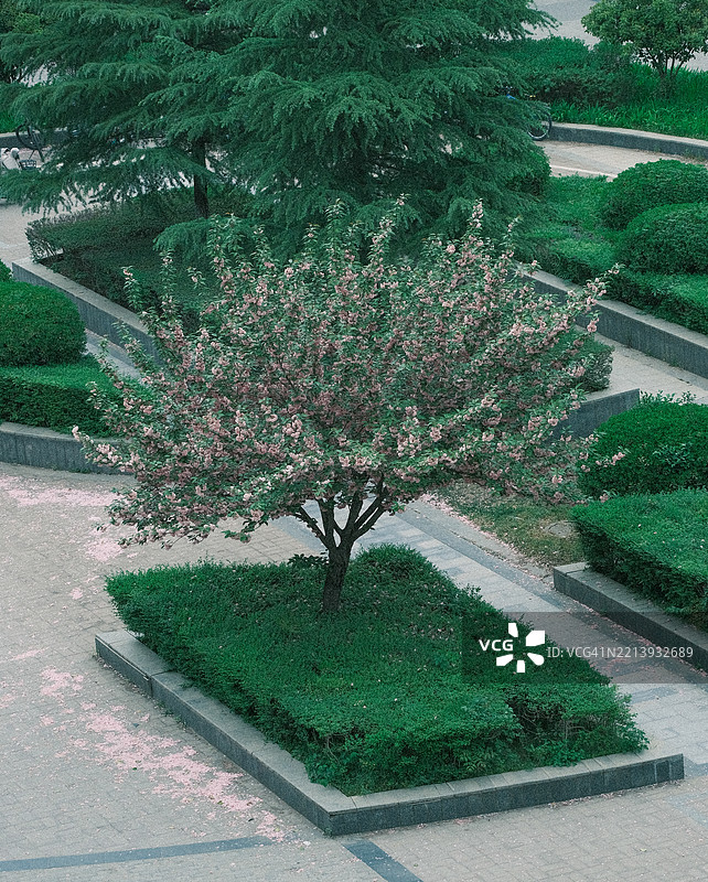 中国公园中的开花植物景观图片素材