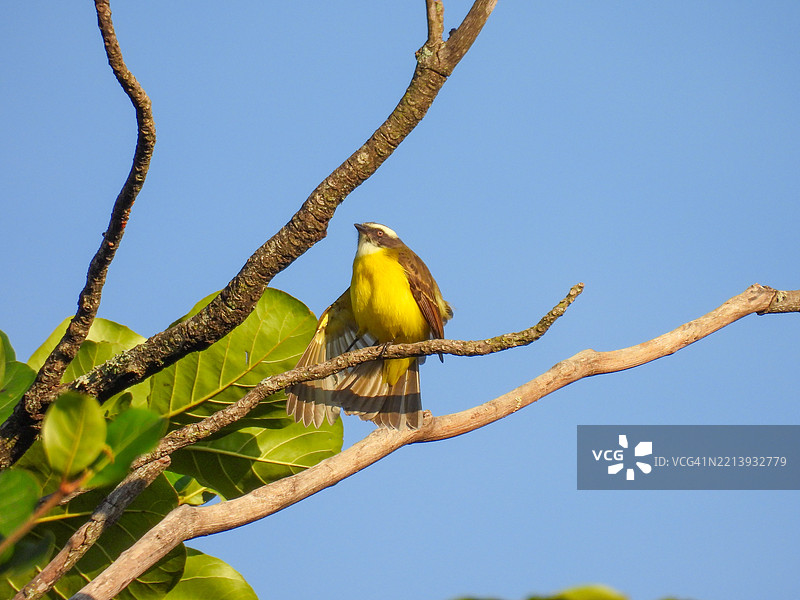 低角度视图的伟大黄鹂栖息在卡其树的树枝上，巴西图片素材