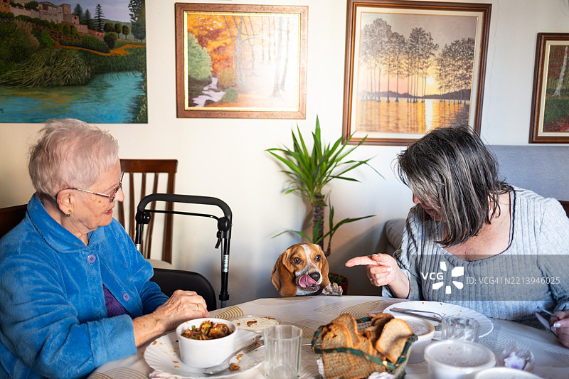 比格犬在桌子旁向两位老年女性乞求食物图片素材