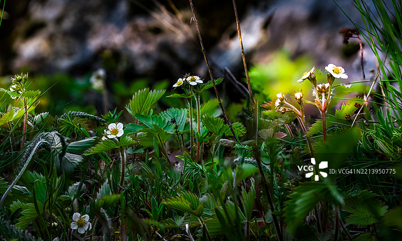 野生草莓的花在春天盛开，覆盖了森林地面，并沿着道路生长。图片素材