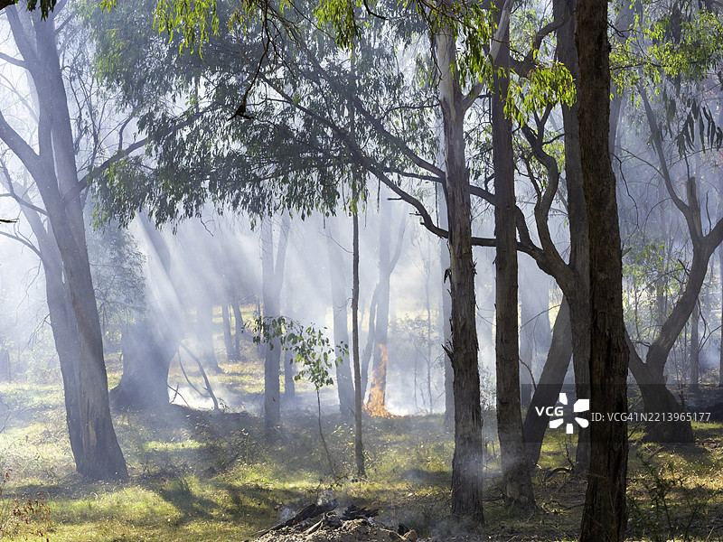 透过烟雾和树木的过滤光线图片素材