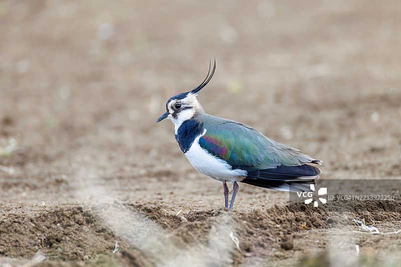 北方燕鸥（Vanellus vanellus，属于鹤鹭科）在稻田中展翅飞翔，展现出美丽的结构色彩。图片素材