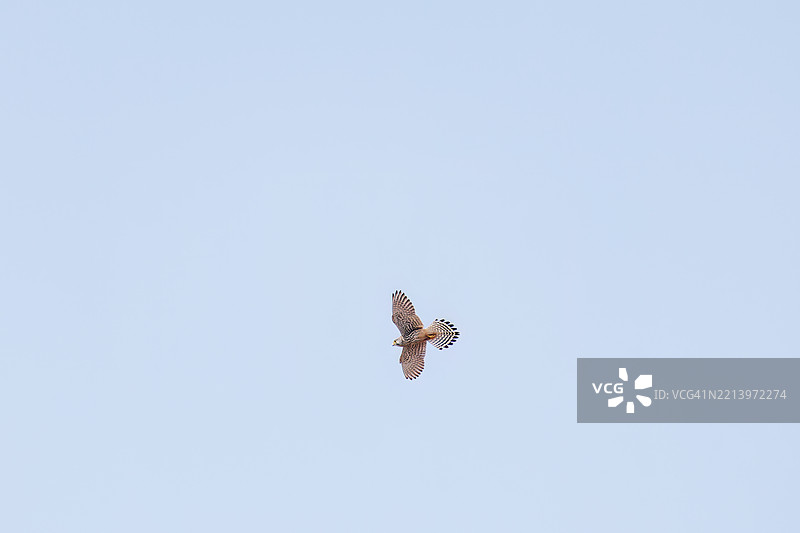 美丽的普通雀鹰（Falco tinnunculus，隶属于猎鹰科）在飞行和悬停捕猎。图片素材