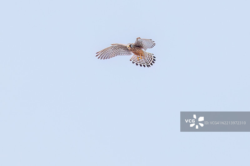 美丽的普通雀鹰（Falco tinnunculus，隶属于猎鹰科）在飞行和悬停捕猎。图片素材
