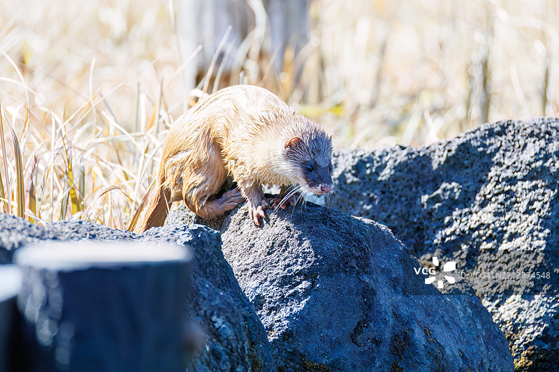 一只可爱的日本鼬鼠（Mustela itatsi，鼬科）。它跳进池塘里抓住了一只日本火腹蝾螈（Cynops pyrrhogaster）。图片素材