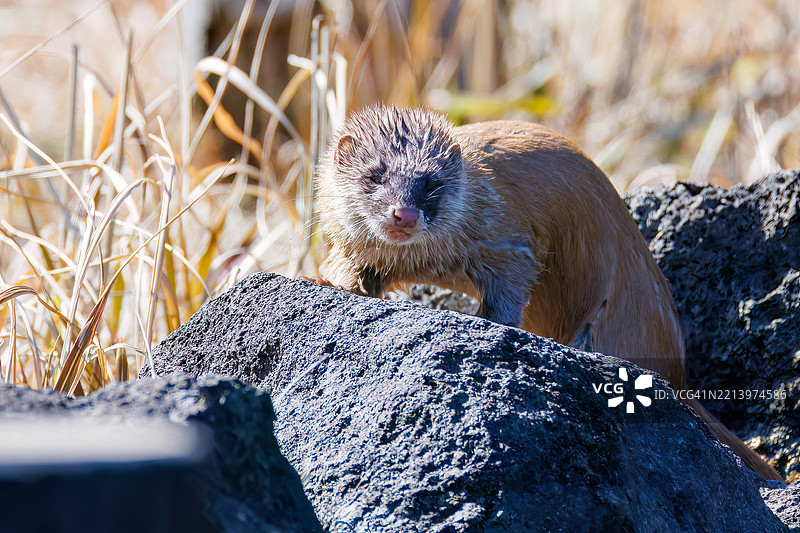 一只可爱的日本鼬鼠（Mustela itatsi，鼬科）。它跳进池塘里抓住了一只日本火腹蝾螈（Cynops pyrrhogaster）。图片素材