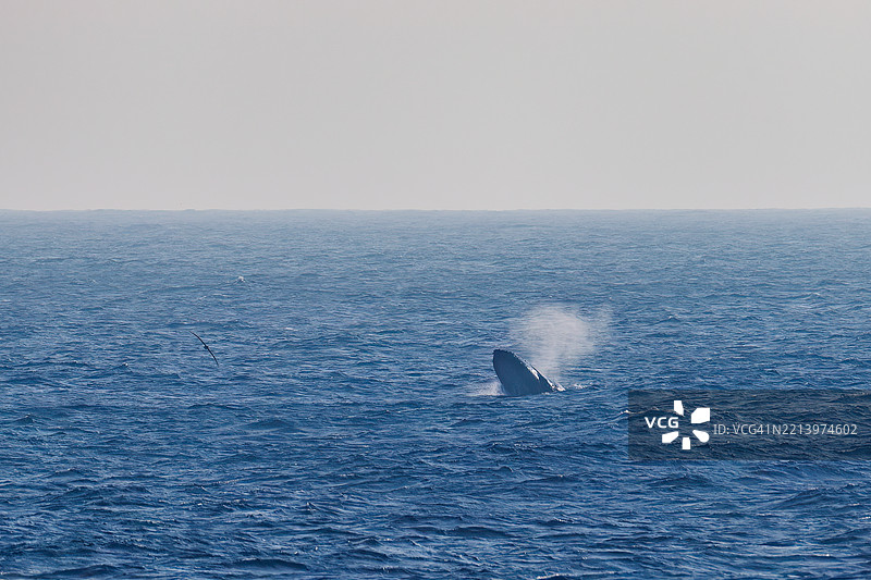 跳跃的座头鲸(Breaching)。背部浮出水面的悬垂拱(Pedunculate arches)。一群座头鲸(Megaptera novaeangliae)在陆地上游泳的景象。巨大的黑脚信天翁(Diomedea nigripes)在海岸外飞翔。翼展超过2米。图片素材