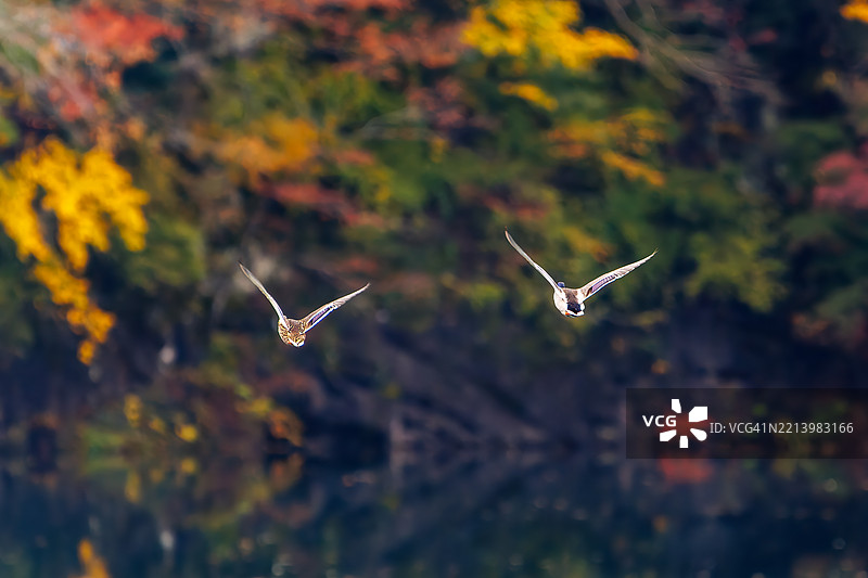 一群美丽的绿头鸭（Anas platyrhynchos）和其他鸭子拍打着翅膀飞出去。图片素材