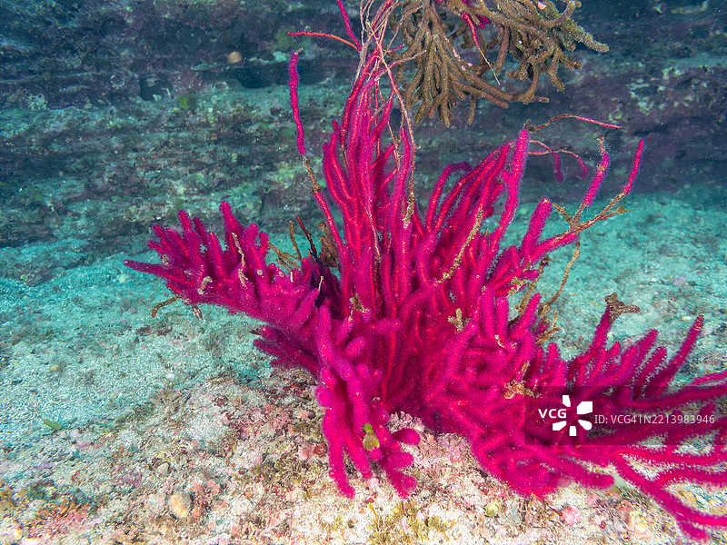 一种大型红色软珊瑚 Euplexaura crassa。图片素材