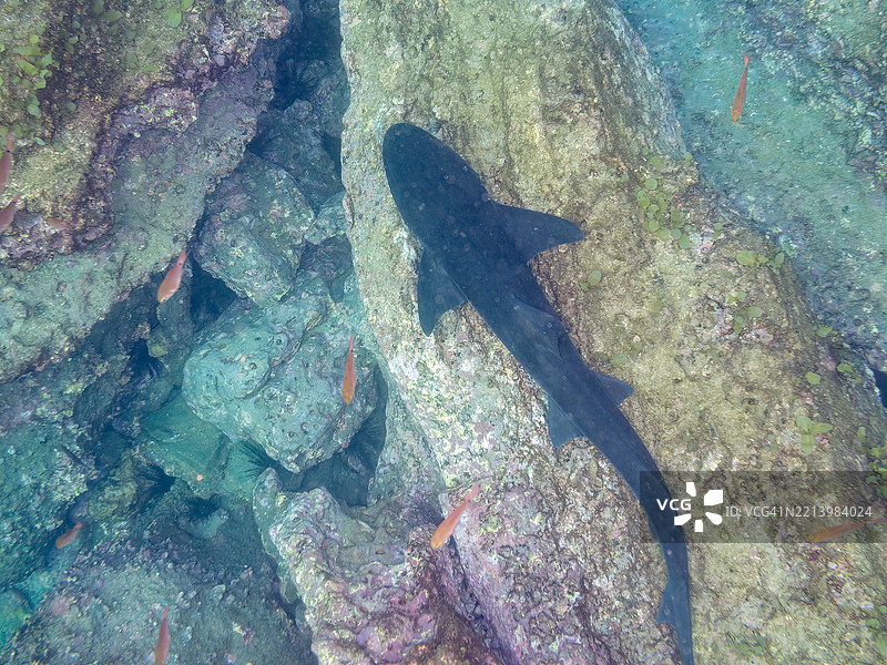 我从小睡中醒来，开始游泳。带带犬鲨鱼群，鲨鱼，三角鲨。海洞中的斑点红雀鱼，Ostorhinchus notatus。图片素材