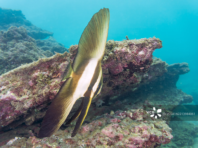 金色铲鱼(Platax boersii)幼鱼。一群美丽的斑点颈红雀鱼(Ostorhinchus notatus)和其他鱼类在水下洞穴中。图片素材