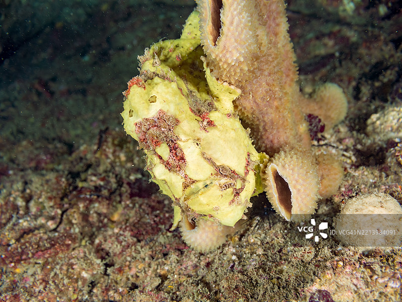 彩绘蛙鱼（Antennarius pictus），它在凯门鳄上。图片素材