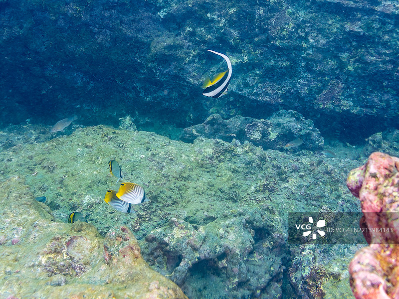 长鳍旗鱼，标旗珊瑚鱼，尖头鱼，线鳍蝴蝶鱼，金带蝴蝶鱼，流浪蝴蝶鱼图片素材