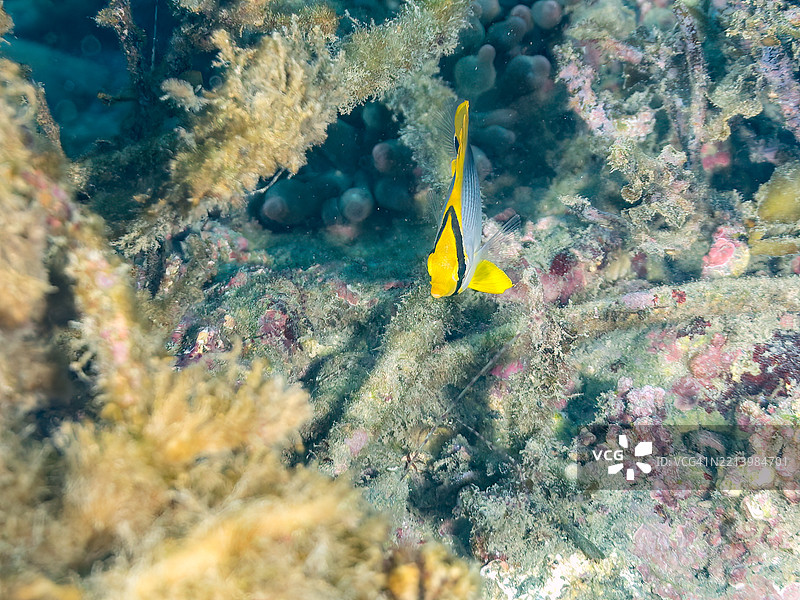 黑背蝴蝶鱼（Chaetodon melannotus）幼鱼。图片素材