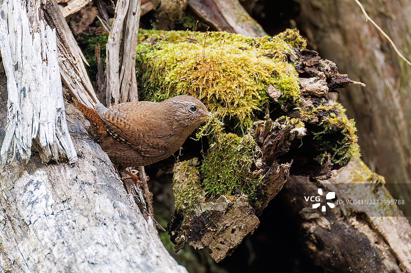 可爱的欧亚鹪鹩（Troglodytes troglodytes，属于灯笼鱼科）小鸟体型小巧，发出急促而响亮的鸣叫声。它们收集苔藓和其他筑巢材料。图片素材
