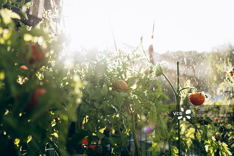 阳光照耀着生机勃勃的番茄植物，水珠在花园中闪闪发光。图片素材